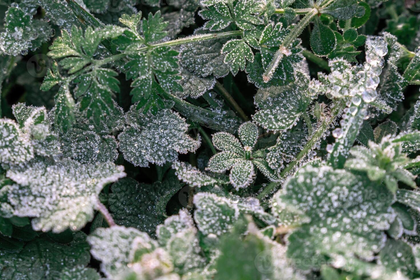 Selective focus. First frost on a frozen field plants, late autumn close-up. Beautiful abstract frozen microcosmos pattern. Freezing weather frost action in nature. Floral backdrop. photo