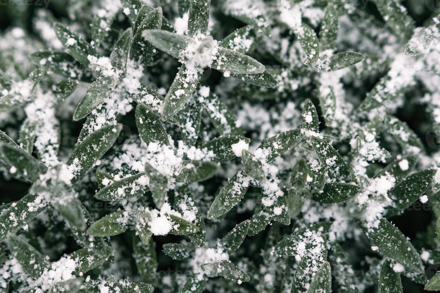Selective focus. First snow on a frozen field plants, late autumn close-up. Beautiful abstract frozen microcosmos pattern. Freezing weather frost action in nature. Floral backdrop. photo
