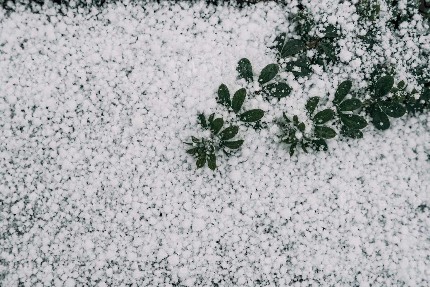 Selective focus. First snow on a frozen field plants, late autumn close-up. Beautiful abstract frozen microcosmos pattern. Freezing weather frost action in nature. Floral backdrop. photo