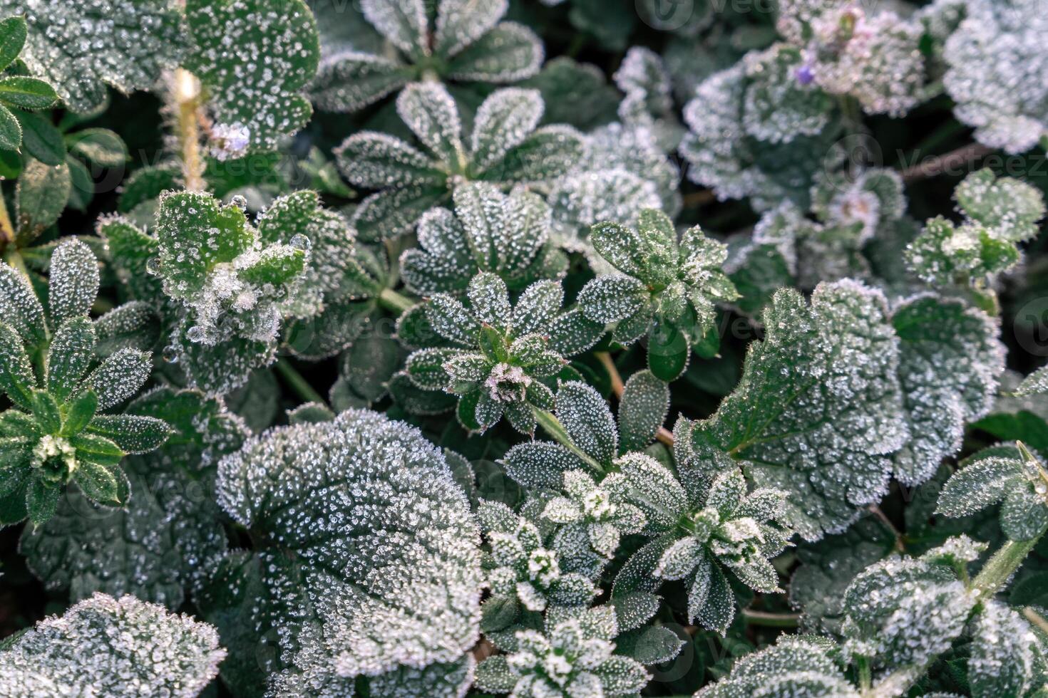 Selective focus. First frost on a frozen field plants, late autumn close-up. Beautiful abstract frozen microcosmos pattern. Freezing weather frost action in nature. Floral backdrop. photo