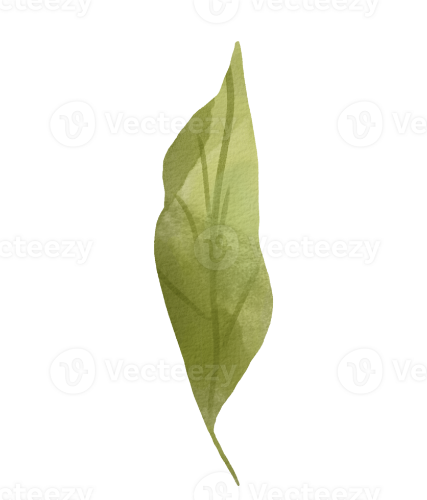 Green Leaves isolated png