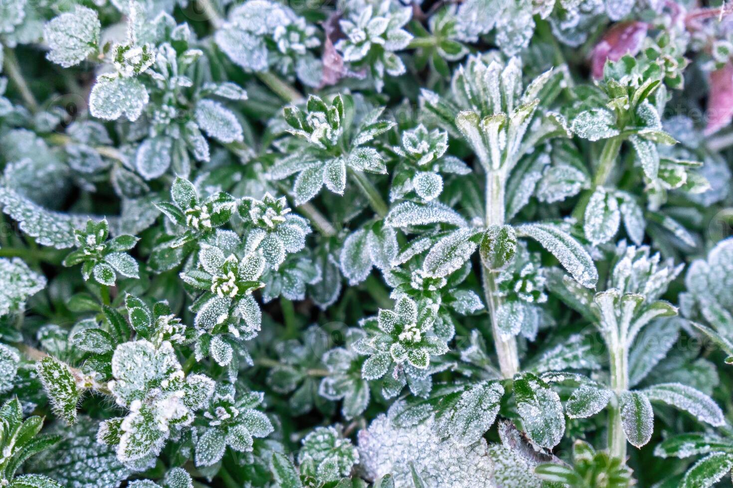 Selective focus. First frost on a frozen field plants, late autumn close-up. Beautiful abstract frozen microcosmos pattern. Freezing weather frost action in nature. Floral backdrop. photo