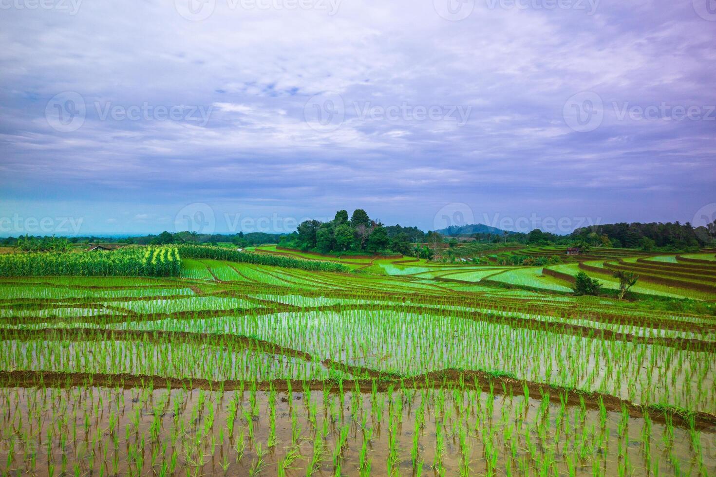 Beautiful morning view indonesia, Panorama Landscape paddy fields with beauty color and sky natural light photo