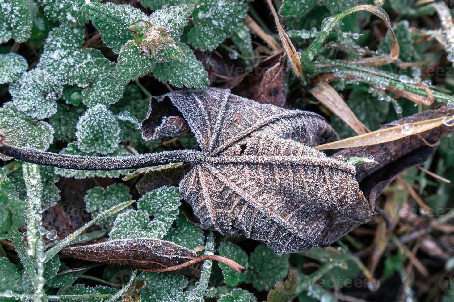 Selective focus. First frost on a frozen field plants, late autumn close-up. Beautiful abstract frozen microcosmos pattern. Freezing weather frost action in nature. Floral backdrop. photo