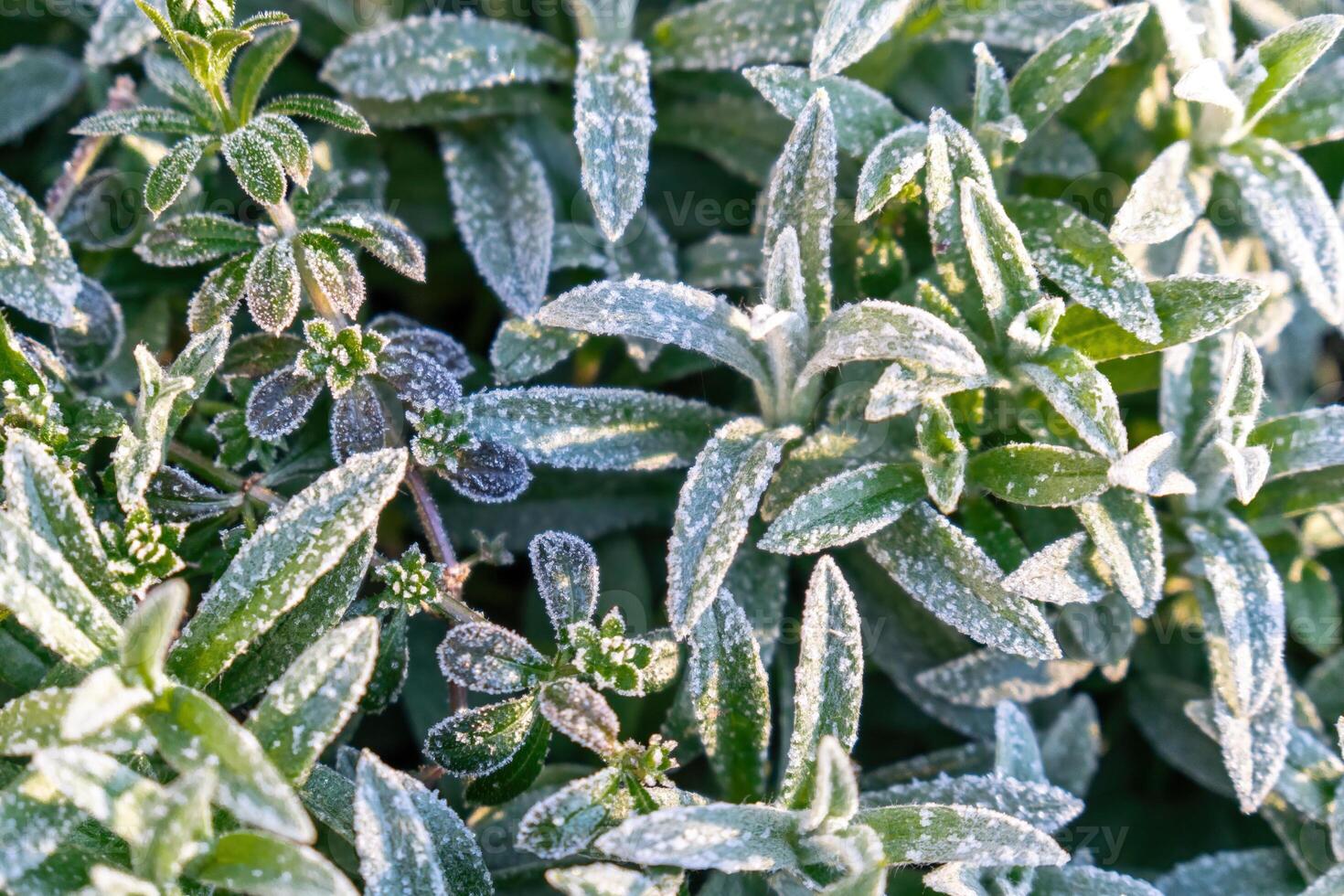 Selective focus First frost on a frozen field plants, late autumn close-up. Beautiful abstract frozen microcosmos pattern. Freezing weather frost action in nature. Floral backdrop Cerastium tomentosum photo