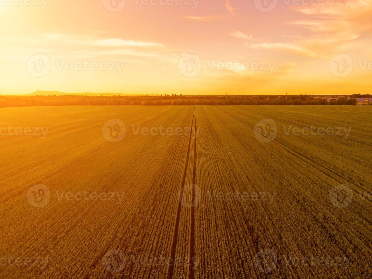 Aerial view on green wheat field in countryside. Field of wheat blowing in the wind on sunset. Young and green Spikelets. Ears of barley crop in nature. Agronomy, industry and food production. photo