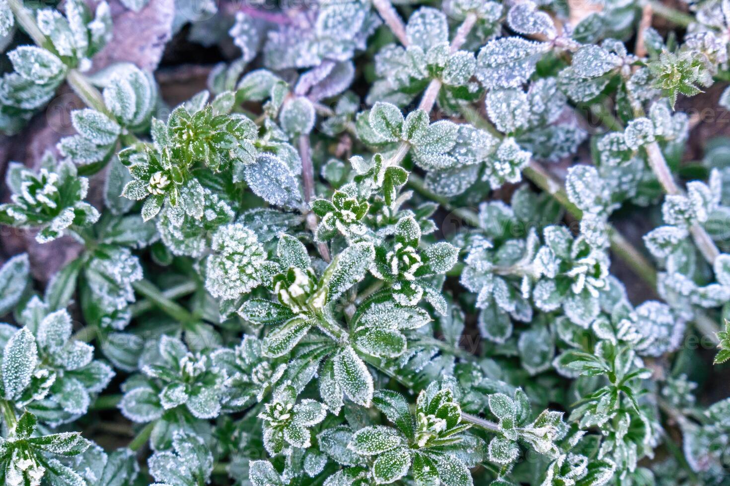 Selective focus. First frost on a frozen field plants, late autumn close-up. Beautiful abstract frozen microcosmos pattern. Freezing weather frost action in nature. Floral backdrop. photo