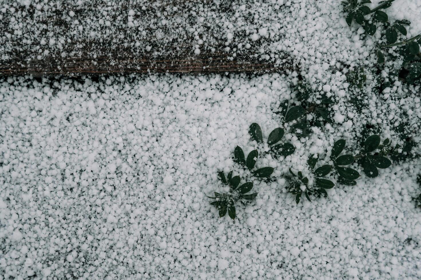 Selective focus. First snow on a frozen field plants, late autumn close-up. Beautiful abstract frozen microcosmos pattern. Freezing weather frost action in nature. Floral backdrop. photo