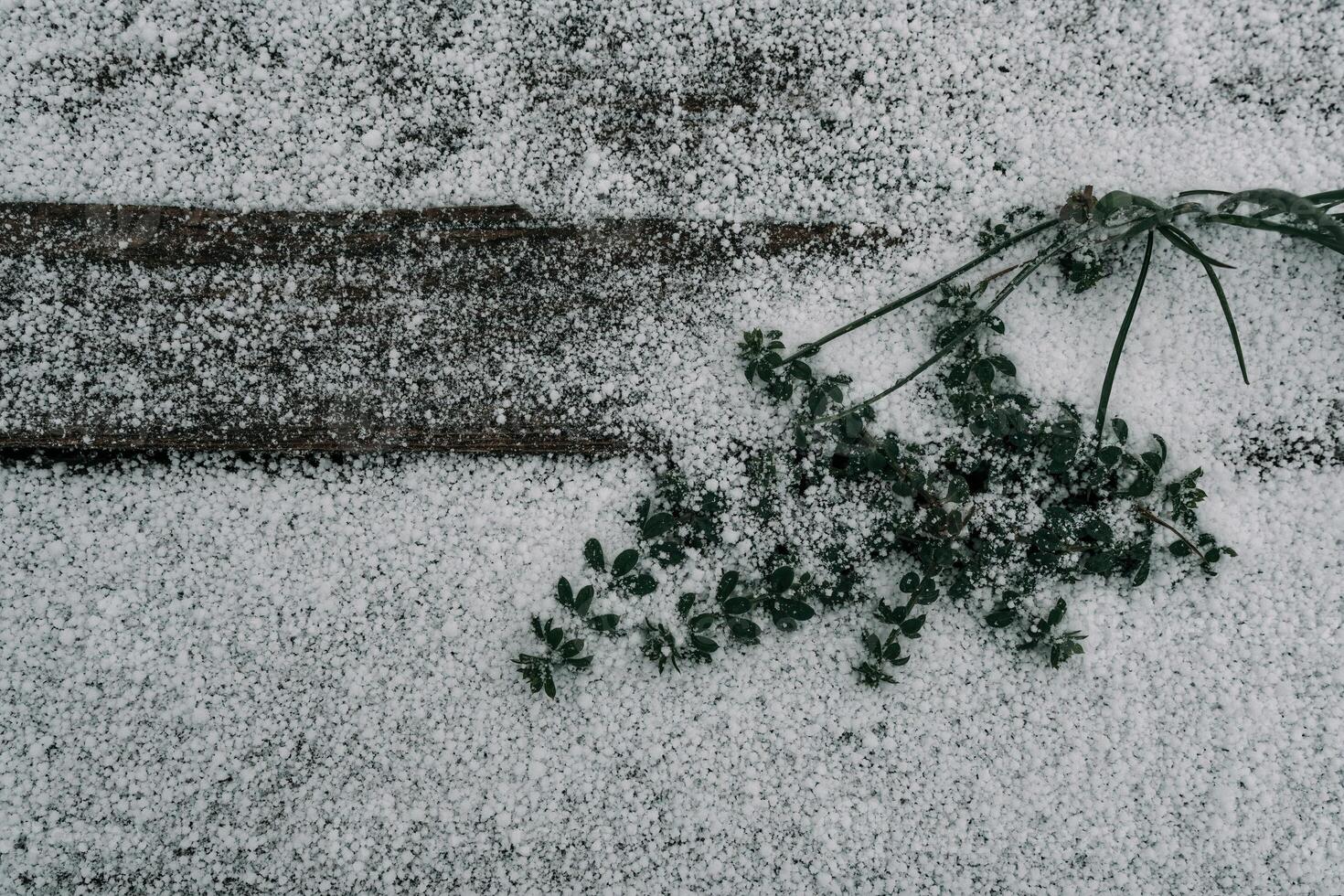 Selective focus. First snow on a frozen field plants, late autumn close-up. Beautiful abstract frozen microcosmos pattern. Freezing weather frost action in nature. Floral backdrop. photo
