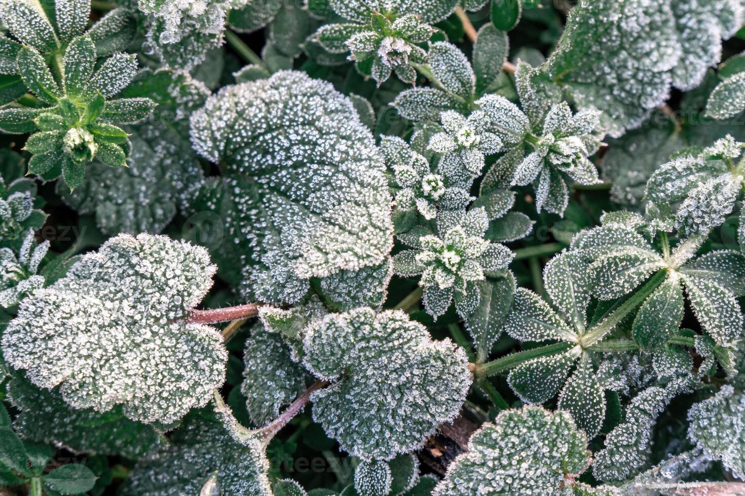 Selective focus. First frost on a frozen field plants, late autumn close-up. Beautiful abstract frozen microcosmos pattern. Freezing weather frost action in nature. Floral backdrop. photo