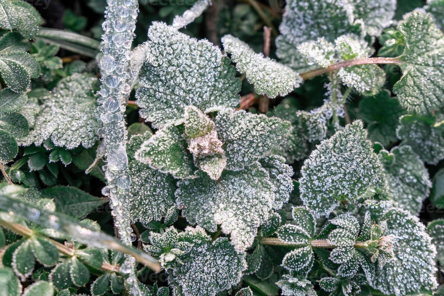 Selective focus. First frost on a frozen field plants, late autumn close-up. Beautiful abstract frozen microcosmos pattern. Freezing weather frost action in nature. Floral backdrop. photo
