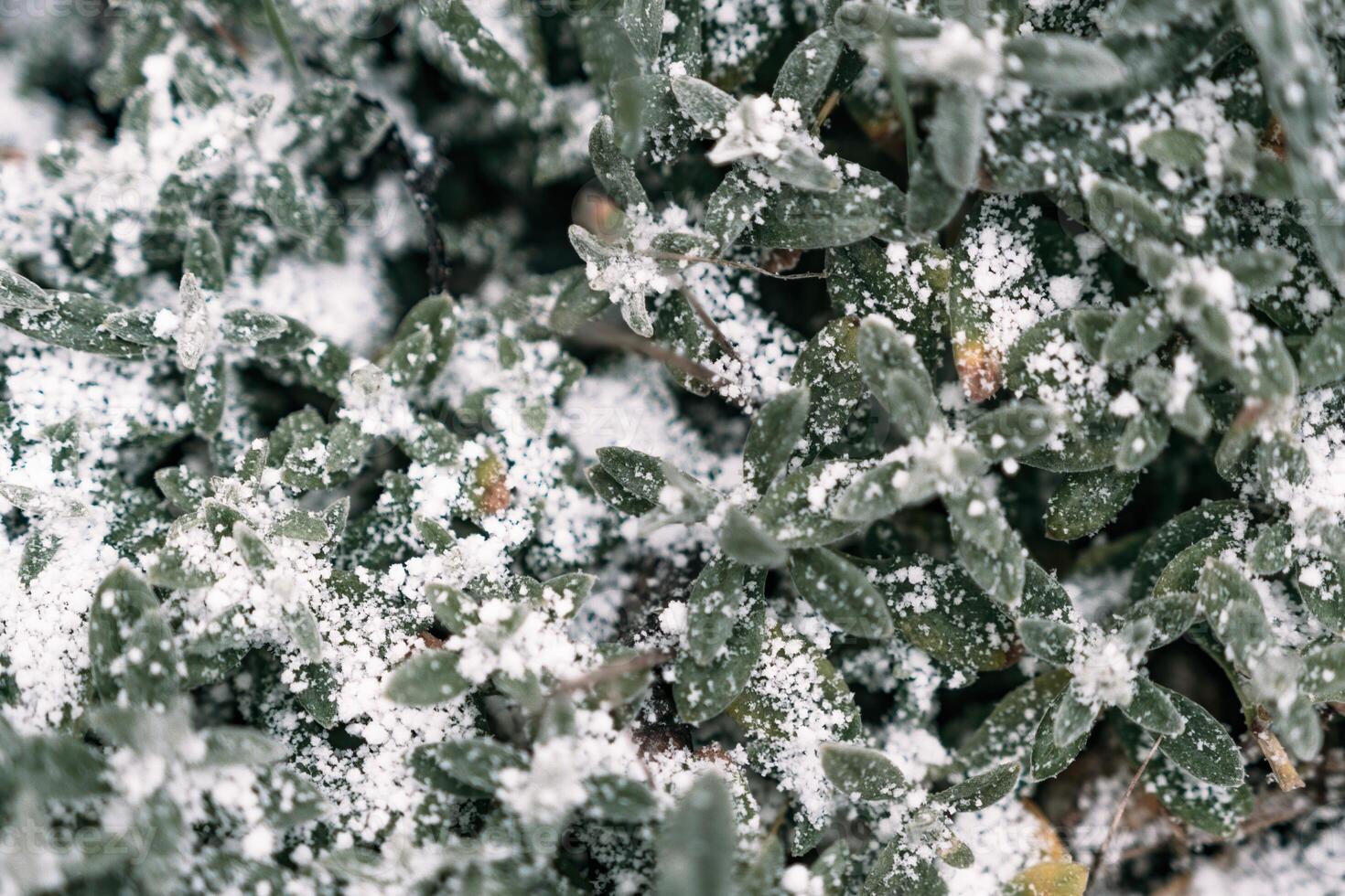 Selective focus. First snow on a frozen field plants, late autumn close-up. Beautiful abstract frozen microcosmos pattern. Freezing weather frost action in nature. Floral backdrop. photo