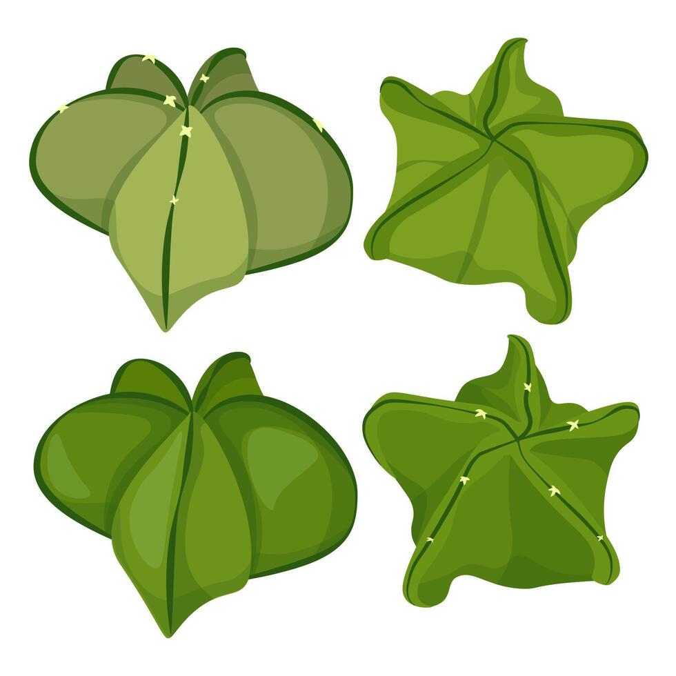 Set of succulents astrophytum myriotigma vector