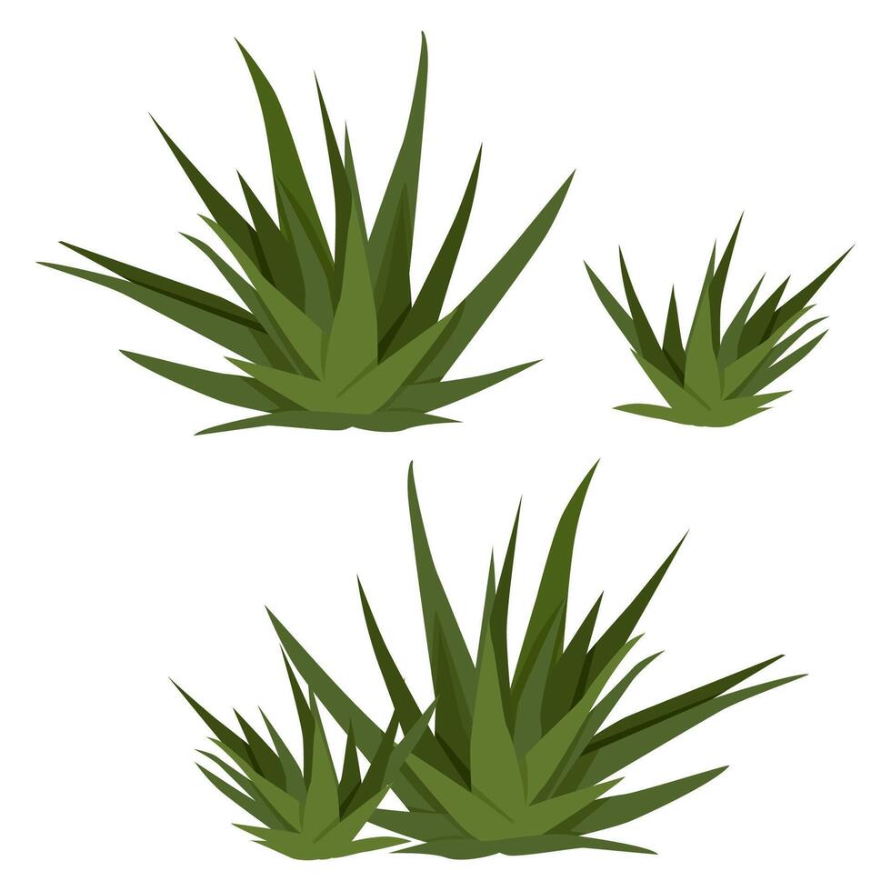Set of flat green Haworthia succulents without pot vector