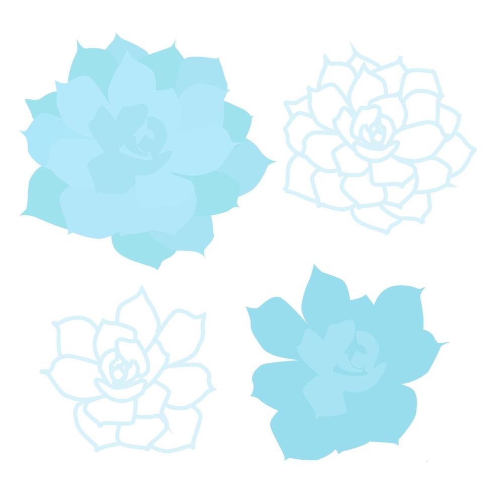 Set of flat blue Echeveria succulents and in lines vector