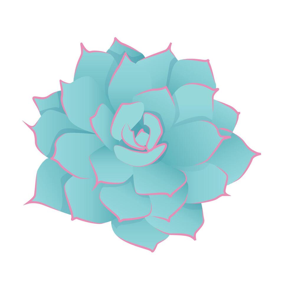 Bright blue succulent Echeveria houseplant vector