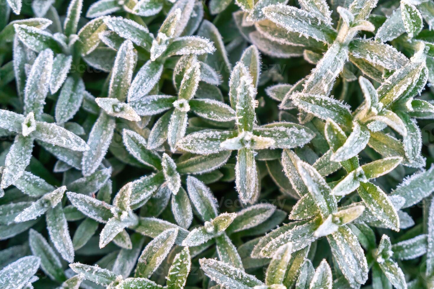Selective focus First frost on a frozen field plants, late autumn close-up. Beautiful abstract frozen microcosmos pattern. Freezing weather frost action in nature. Floral backdrop Cerastium tomentosum photo