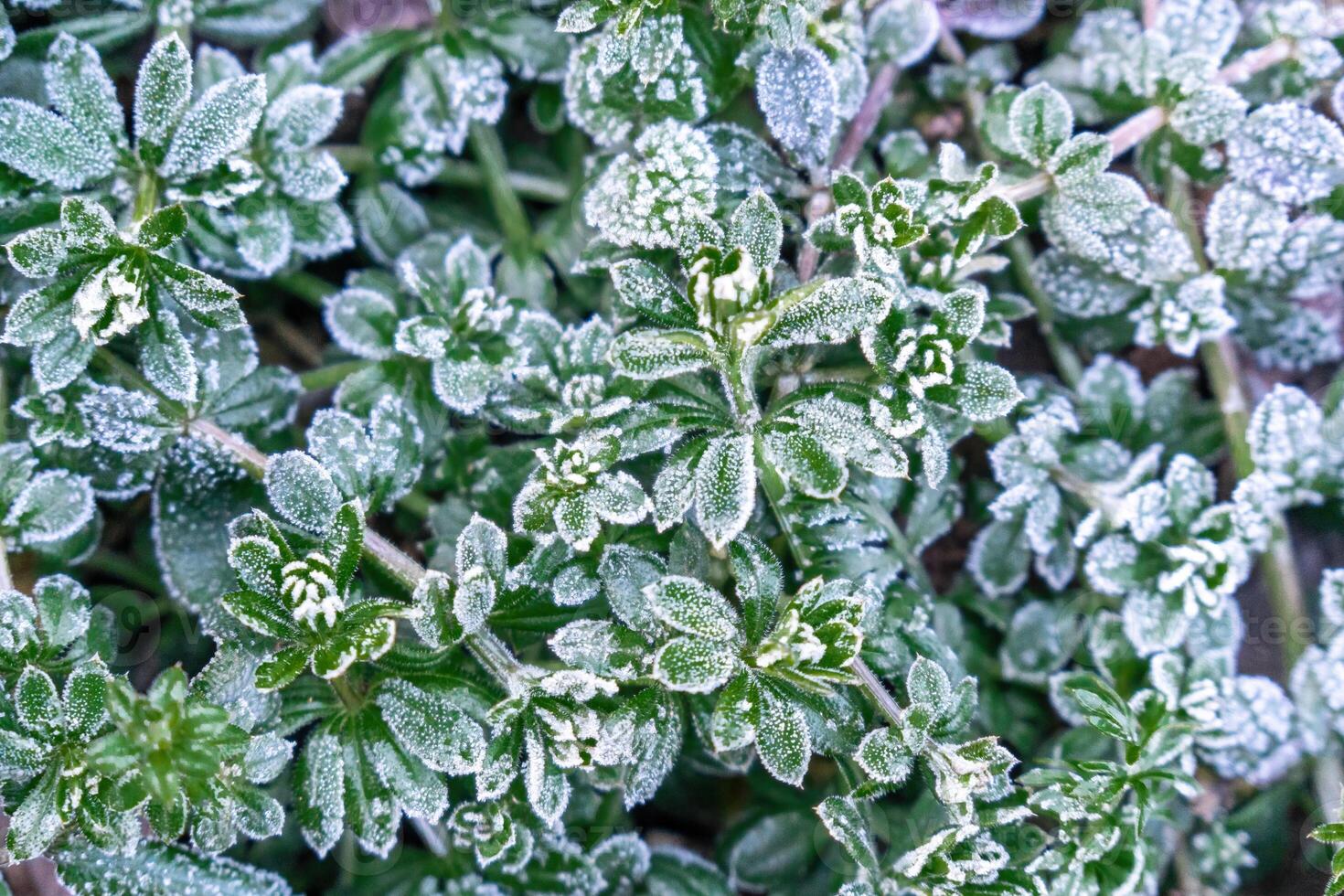 Selective focus. First frost on a frozen field plants, late autumn close-up. Beautiful abstract frozen microcosmos pattern. Freezing weather frost action in nature. Floral backdrop. photo