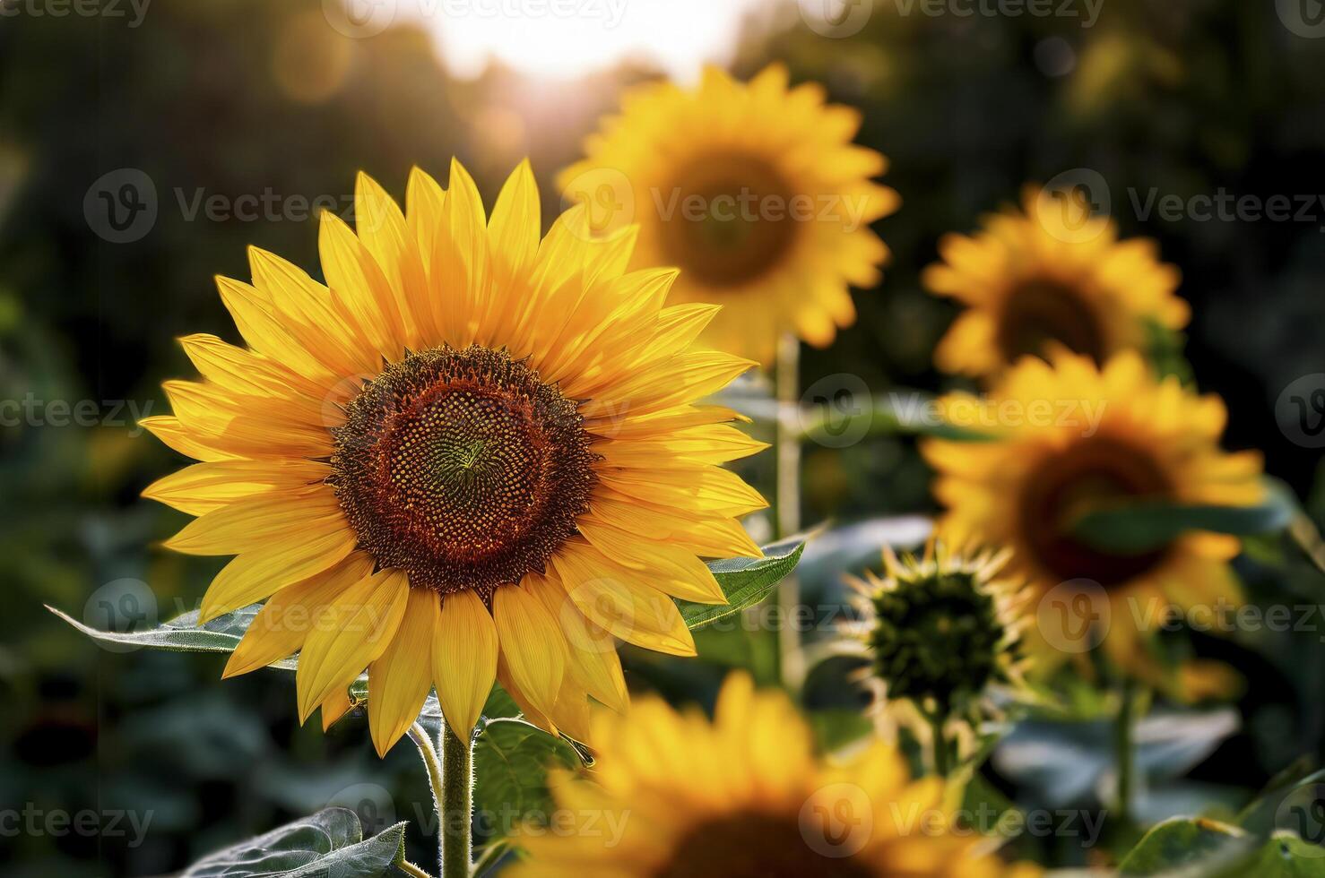Sunflower in Full Bloom on a Sunny Day photo
