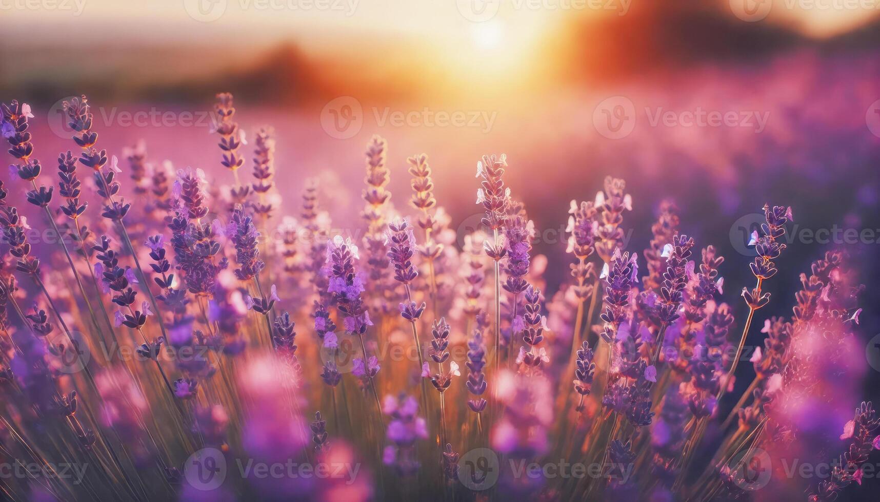 Lavender Field at Sunset photo