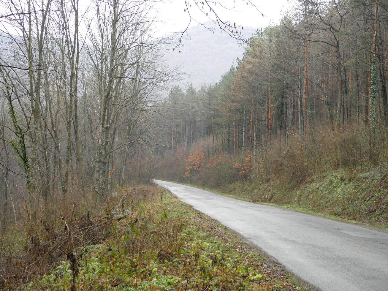 Road to the Woods Nature Wallpaper Landscape Picture High Resolution Background photo
