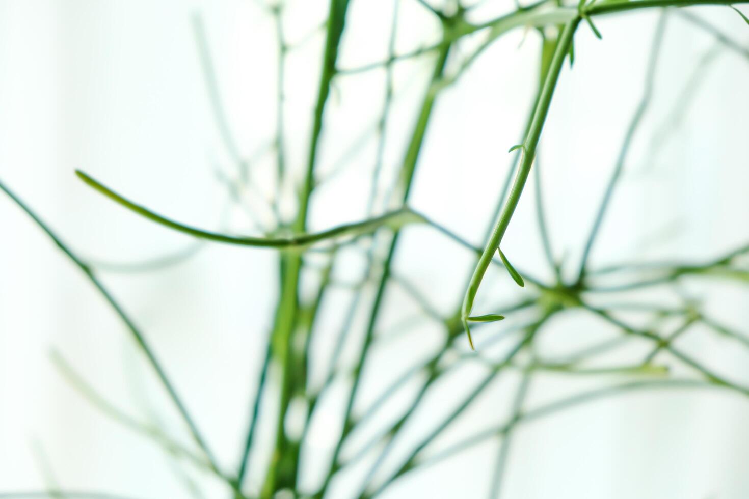 Real photo of houseplants in a glass room with white curtains.