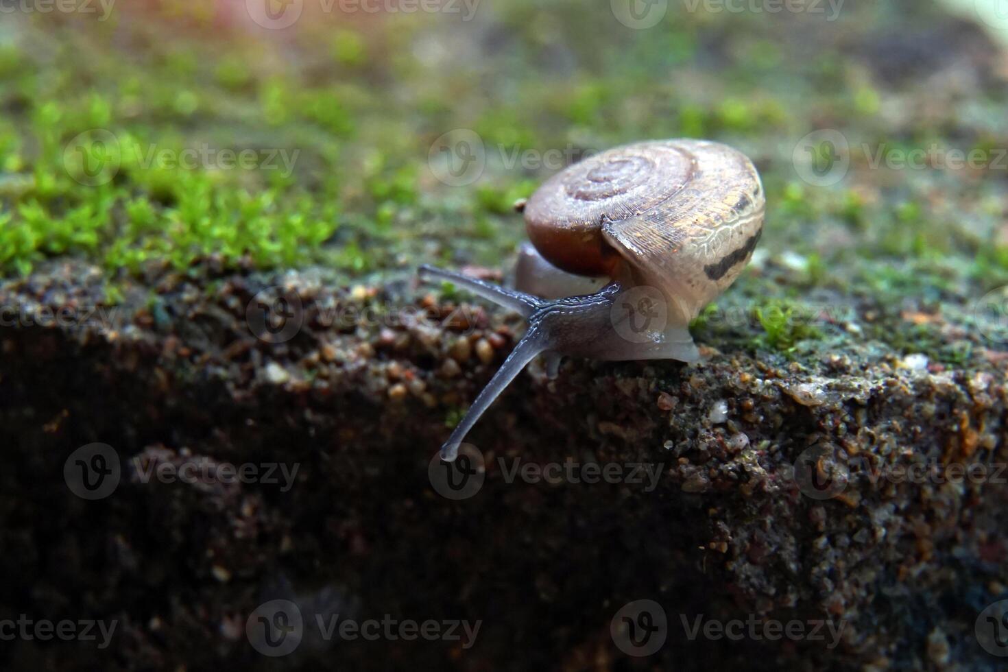 Cryptozona siamensis is a land snail that breathes using lungs. There are two genders in the same body. Most will cross breed. Found scattered throughout every region of Thailand. photo