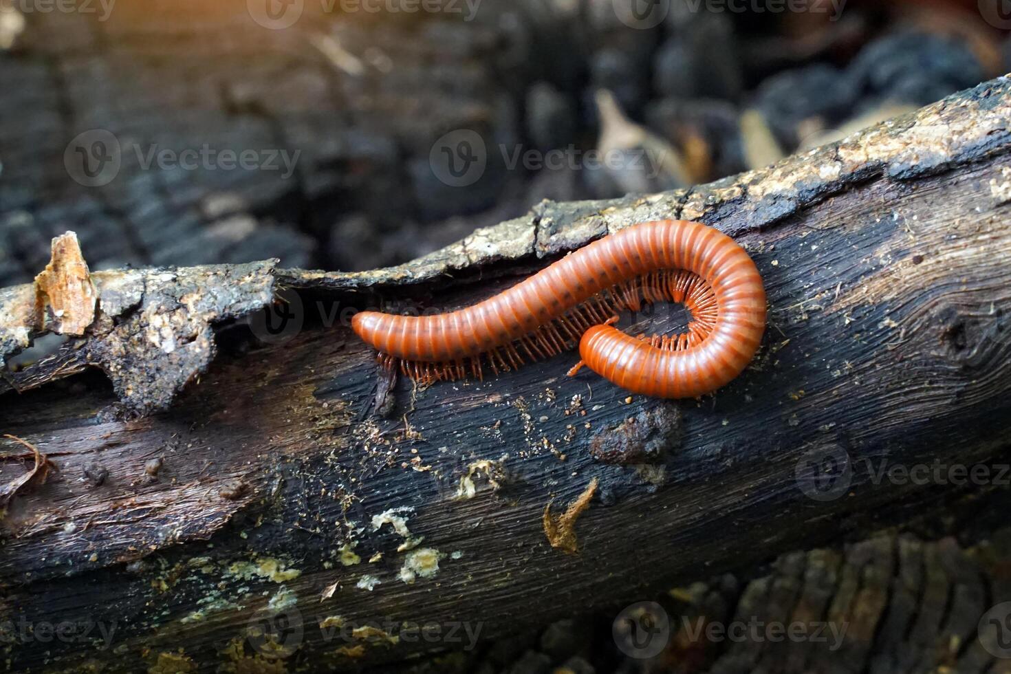 Millipedes climb on logs are invertebrates with a hard shell. The body is long and divided into segments. Can curl up in circles when disturbed. There are about two hundred and forty pairs of legs. photo