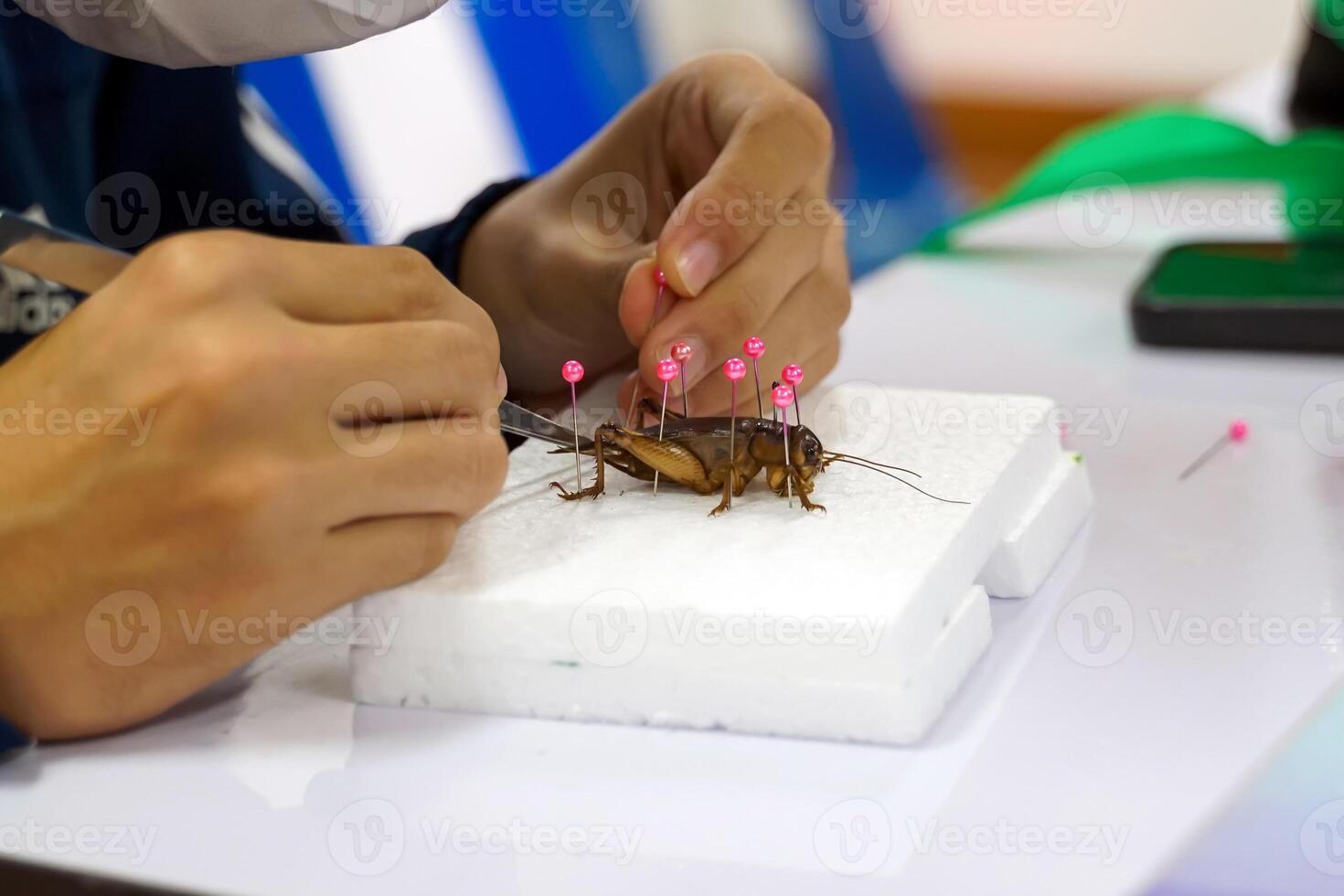 Asian students learn about Beetle Taxidermy is a technique of preserving animal carcasses in a living condition to collect as specimens of local insects. photo