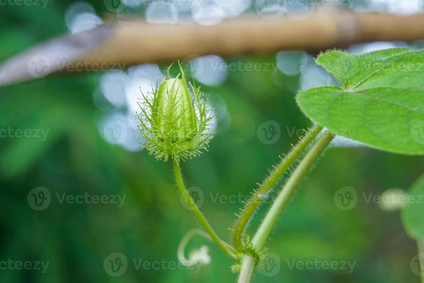 Stinking passionflower. It is a climbing vine similar to a gourd with small thorns. The fruit is quite round. It has green bracts when young. When cooked it turns yellowish-orange. photo