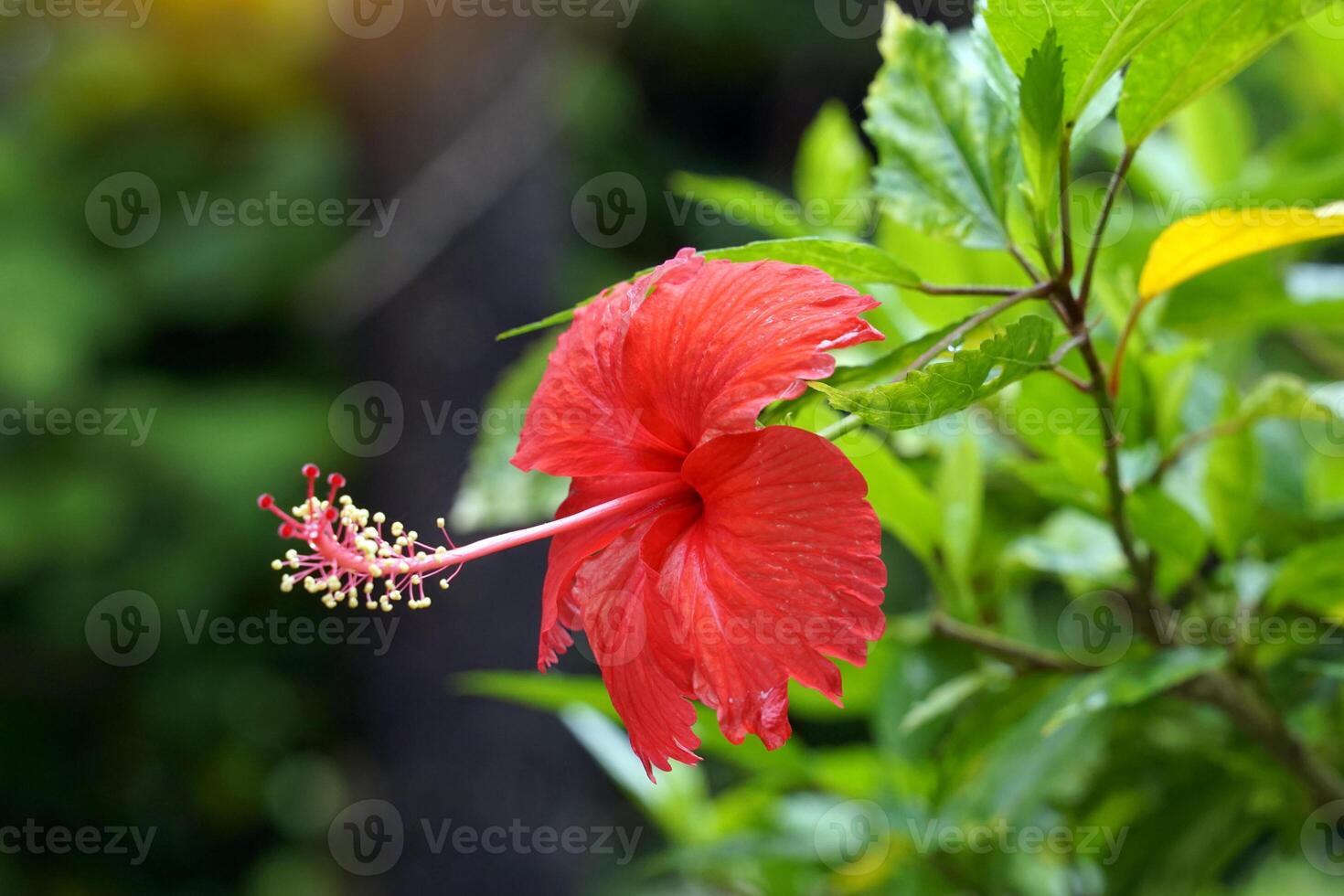 red hibiscus flower, there are 5 single layer petals with stamens sticking out in the middle. The tip is the top of the pistil. Hibiscus flowers come in a variety of colors. photo