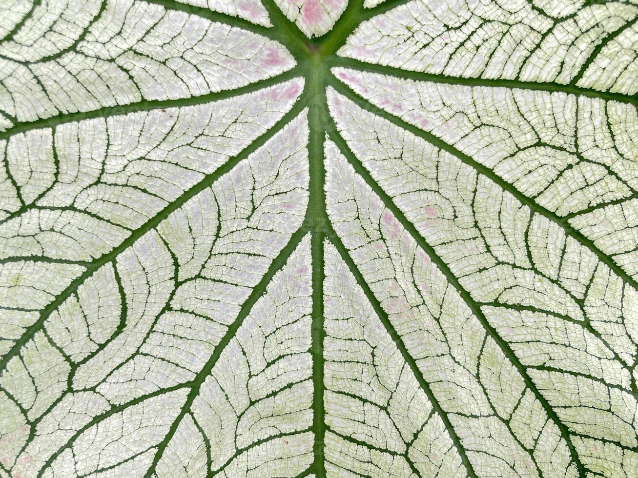 Closeup of the leaf pattern of Caladium bicolor Vent. It is a tuber and succulent plant that absorbs and transpires water quickly. The leaves are heart shaped and come in a variety of colors. photo