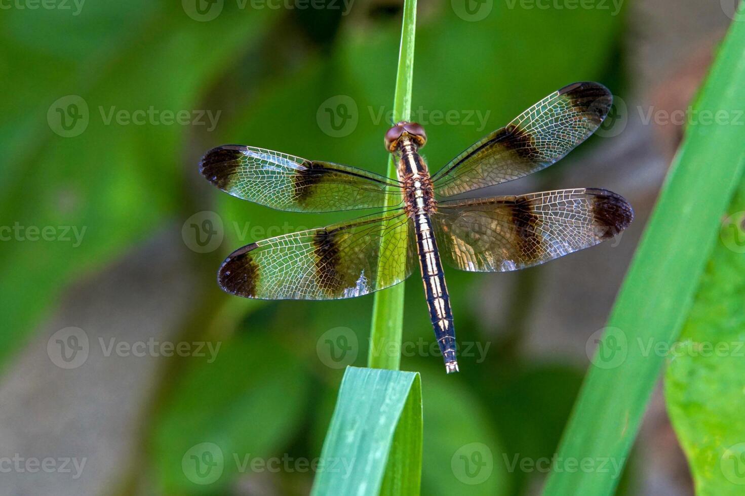 A dragonfly sits on top of the grass. It is an insect whose larvae live in water. Adults live on land and have wings to fly. photo