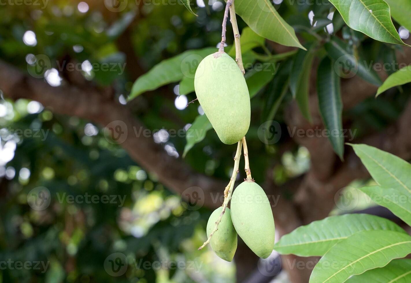 bunch of young mangoes on the tree. Soft and selective focus. photo