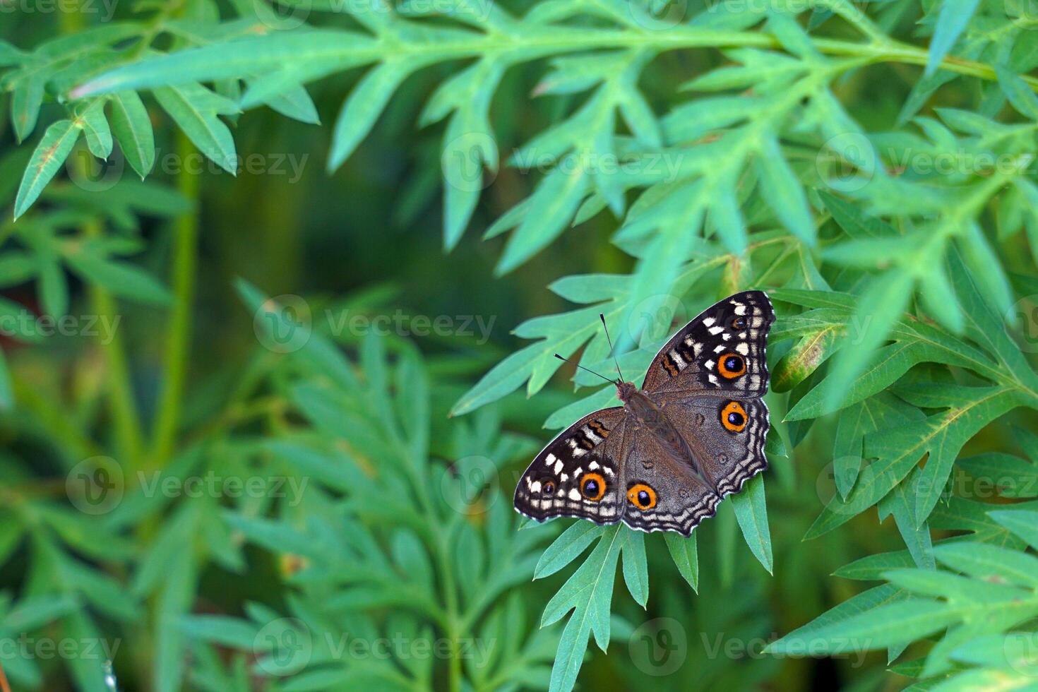 Butterfly on a leaf. It is a beautiful, colorful insect in the order Lepidoptera, wings covered with scales tiny colors stacked together, creating colorful patterns with a variety of species. photo