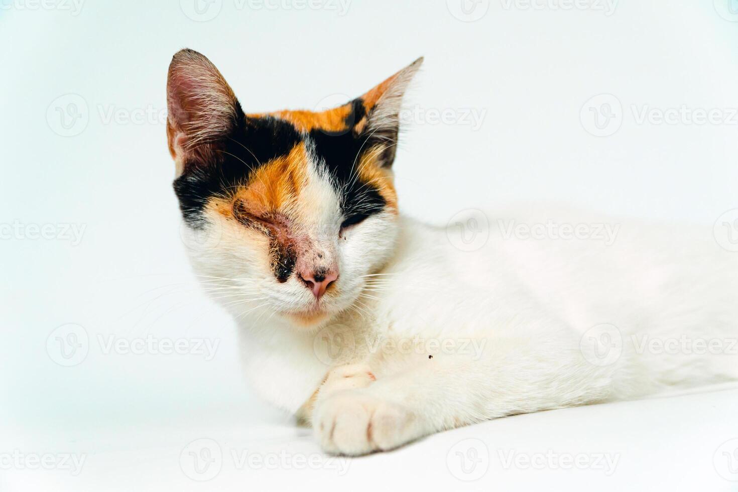 A 2 year old adult domestic cat with a wound over its right eye is relaxing on a white background. Close up image of a white cat with a pattern that is posing lazily and looks very relaxed and cute photo