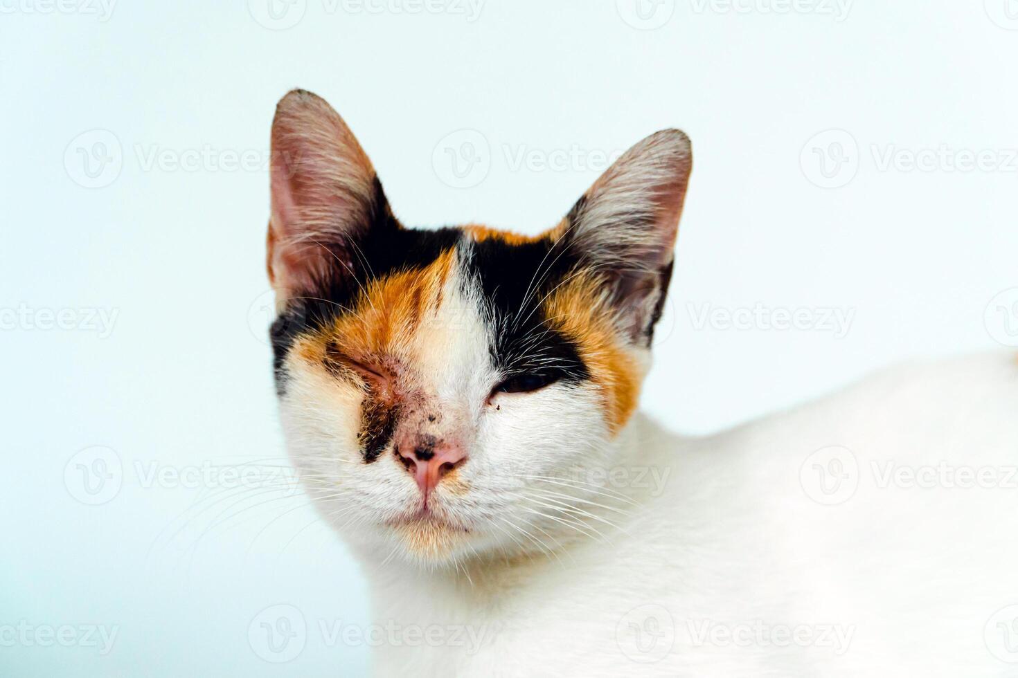 A 2 year old adult domestic cat with a wound over its right eye is relaxing on a white background. Close up image of a white cat with a pattern that is posing lazily and looks very relaxed and cute photo