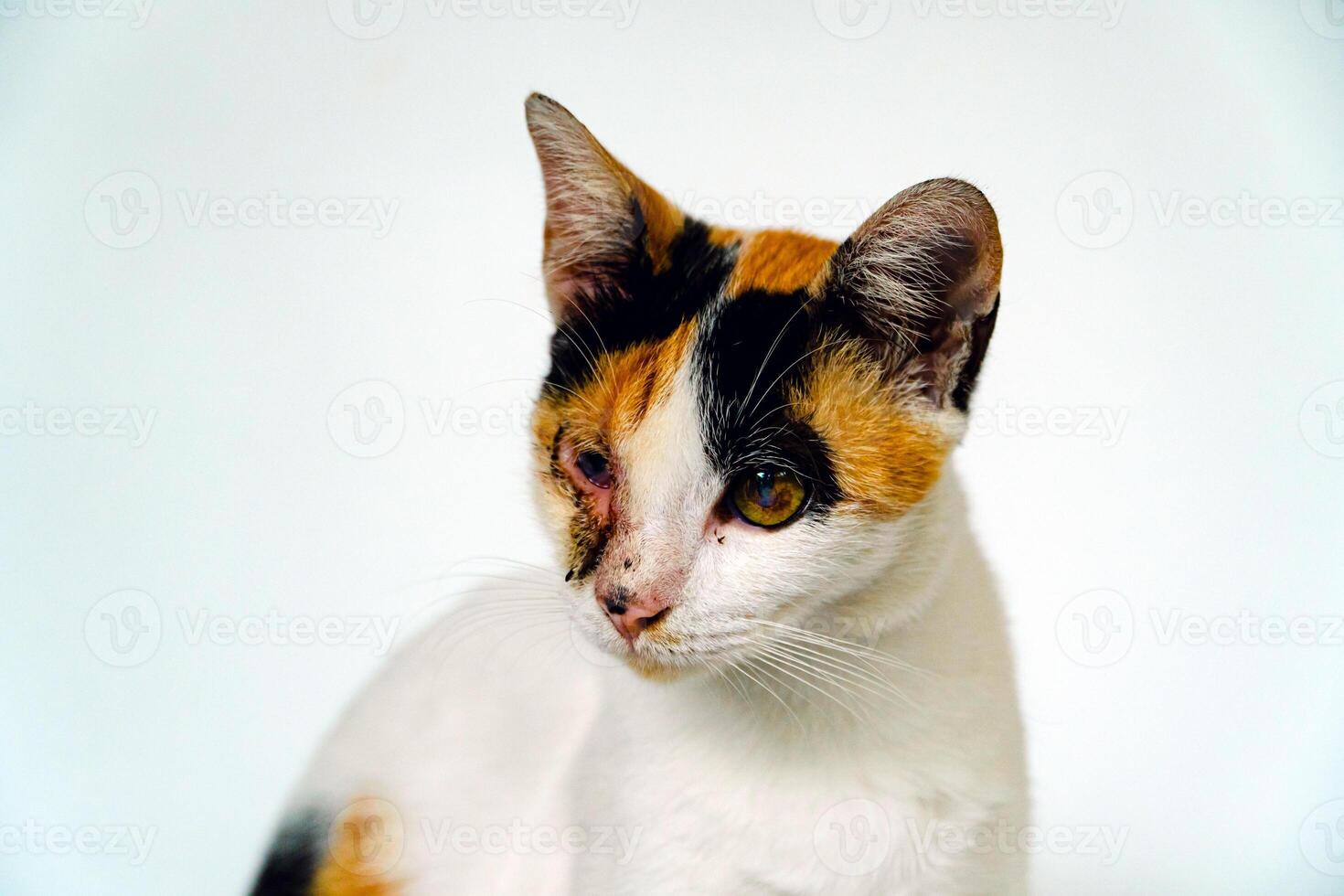 A 2 year old adult domestic cat with a wound over its right eye is relaxing on a white background. Close up image of a white cat with a pattern that is posing lazily and looks very relaxed and cute photo