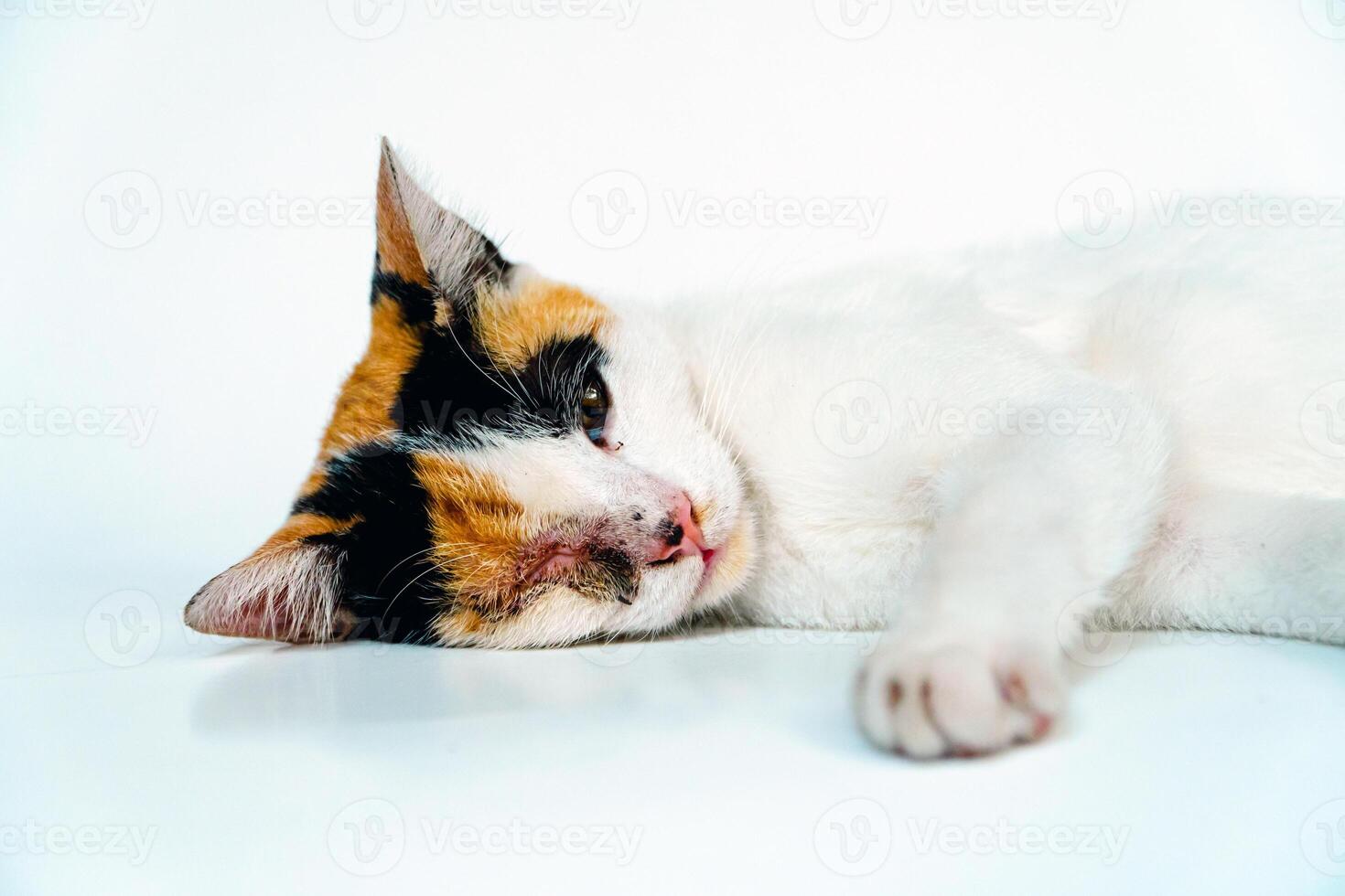 A 2 year old adult domestic cat with a wound over its right eye is relaxing on a white background. Close up image of a white cat with a pattern that is posing lazily and looks very relaxed and cute photo