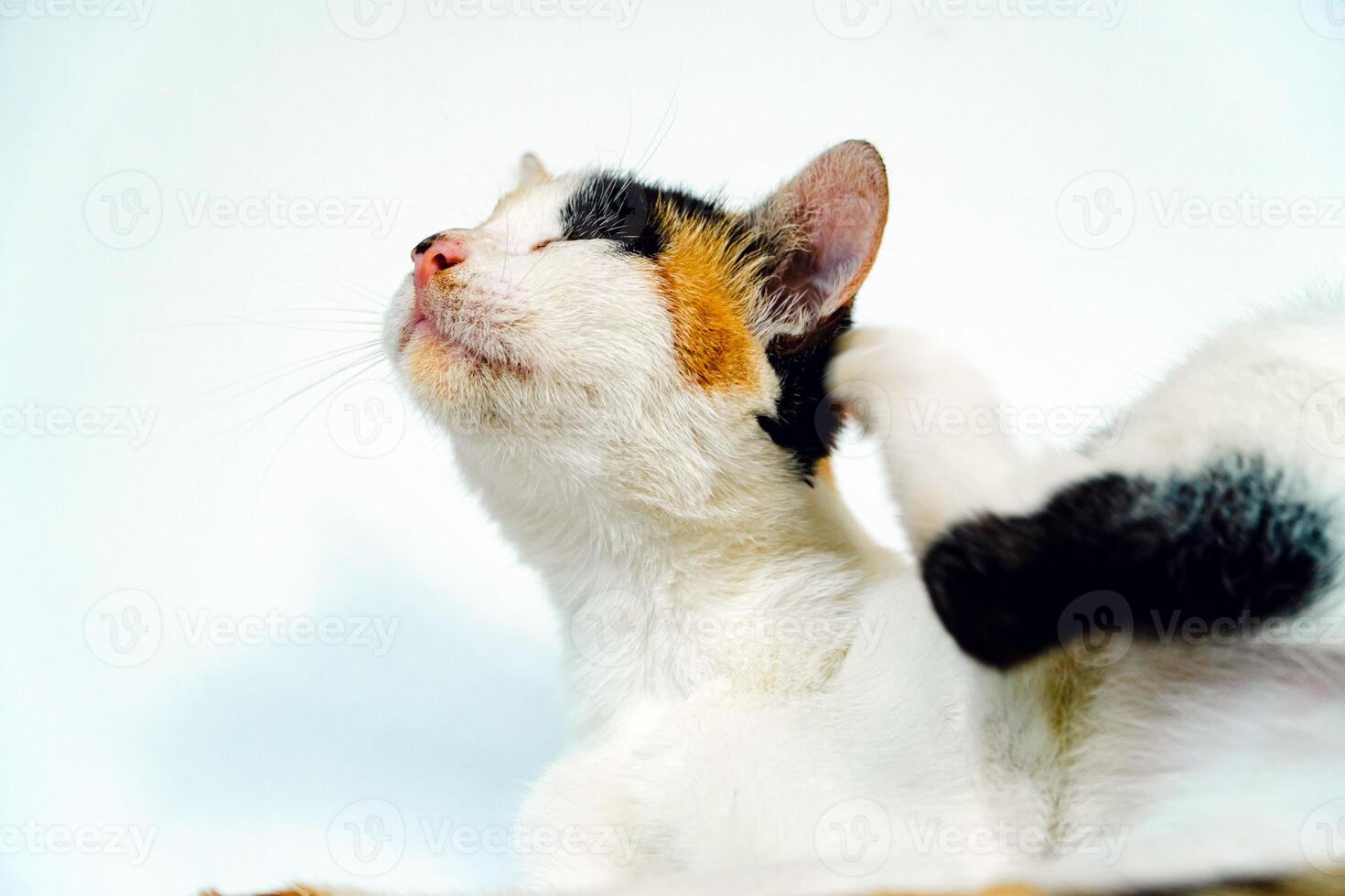 A 2 year old adult domestic cat with a wound over its right eye is relaxing on a white background. Close up image of a white cat with a pattern that is posing lazily and looks very relaxed and cute photo