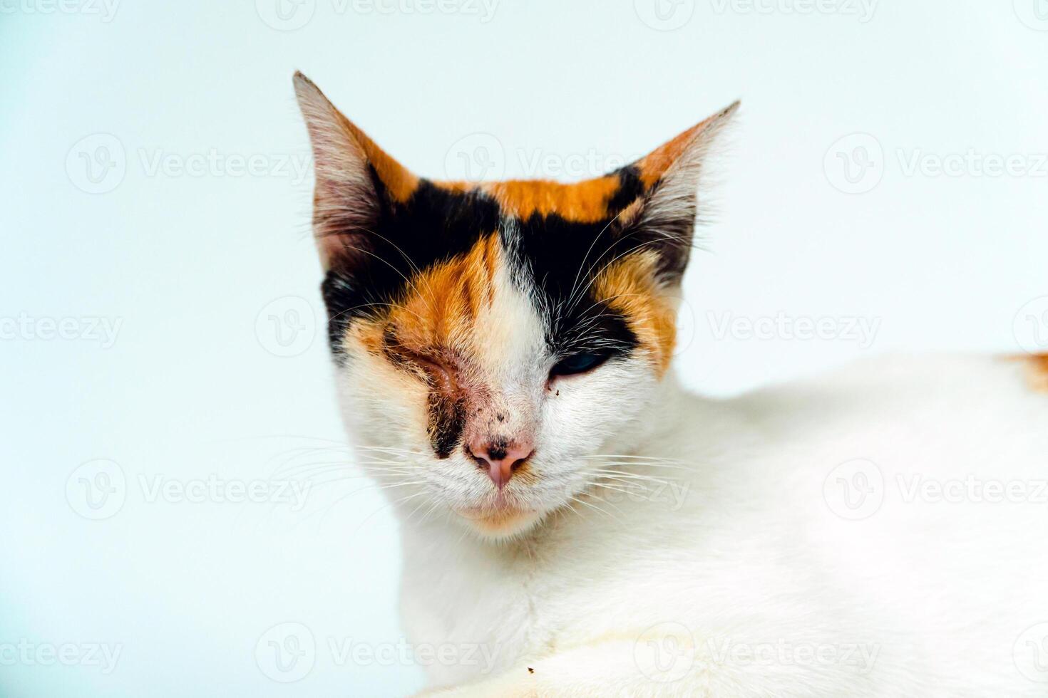 A 2 year old adult domestic cat with a wound over its right eye is relaxing on a white background. Close up image of a white cat with a pattern that is posing lazily and looks very relaxed and cute photo