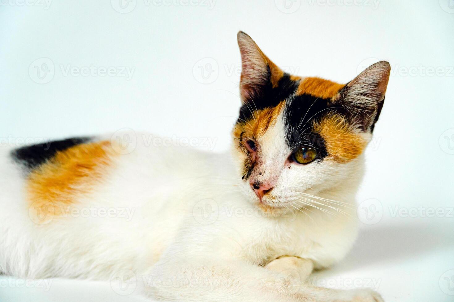 A 2 year old adult domestic cat with a wound over its right eye is relaxing on a white background. Close up image of a white cat with a pattern that is posing lazily and looks very relaxed and cute photo