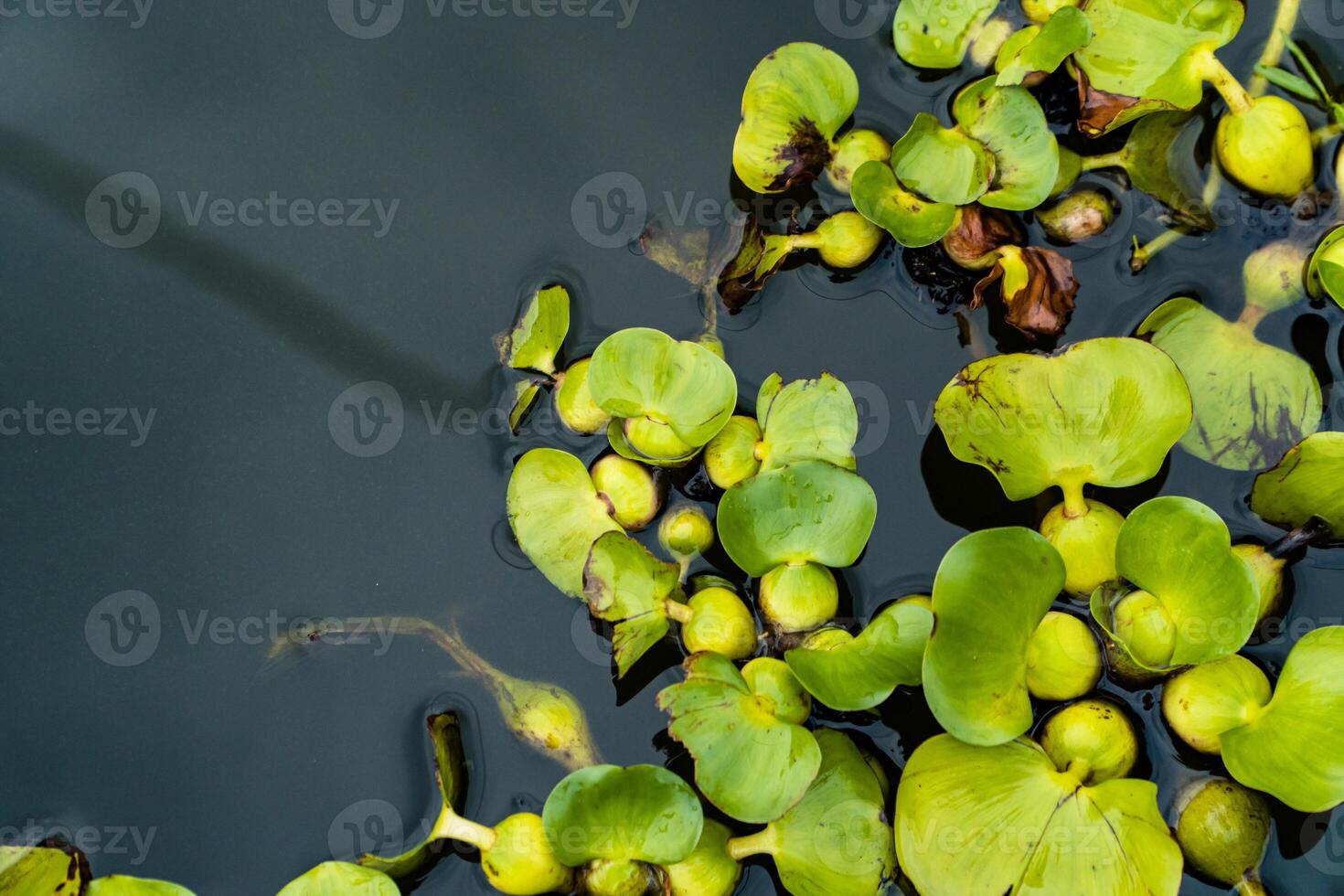Green leaf water hyacinth plants floating and moving on the surface of the water in a wide canal. The water hyacinth plants are so numerous that they almost cover the entire surface of the water canal photo