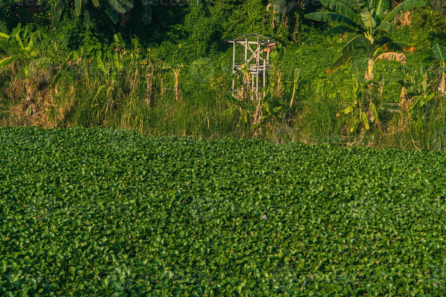 Green leaf water hyacinth plants floating and moving on the surface of the water in a wide canal. The water hyacinth plants are so numerous that they almost cover the entire surface of the water canal photo