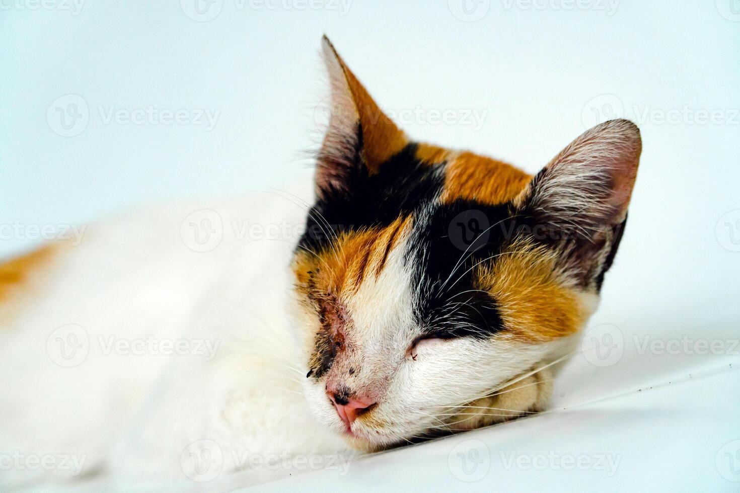 A 2 year old adult domestic cat with a wound over its right eye is relaxing on a white background. Close up image of a white cat with a pattern that is posing lazily and looks very relaxed and cute photo