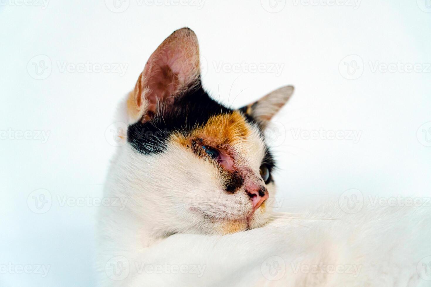 A 2 year old adult domestic cat with a wound over its right eye is relaxing on a white background. Close up image of a white cat with a pattern that is posing lazily and looks very relaxed and cute photo
