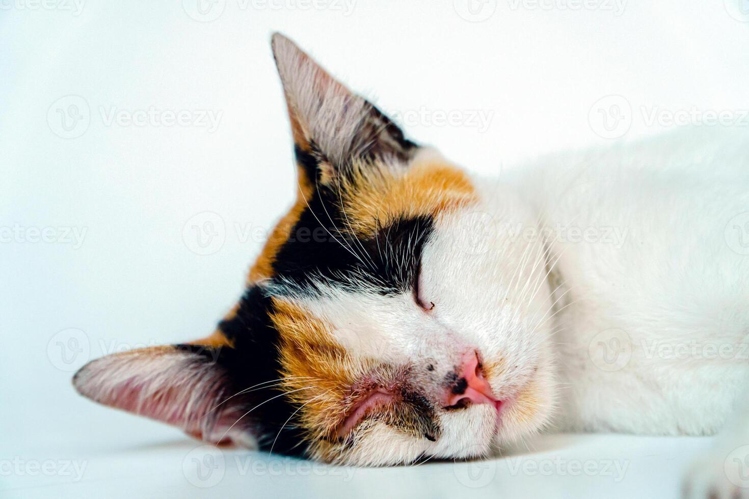 A 2 year old adult domestic cat with a wound over its right eye is relaxing on a white background. Close up image of a white cat with a pattern that is posing lazily and looks very relaxed and cute photo