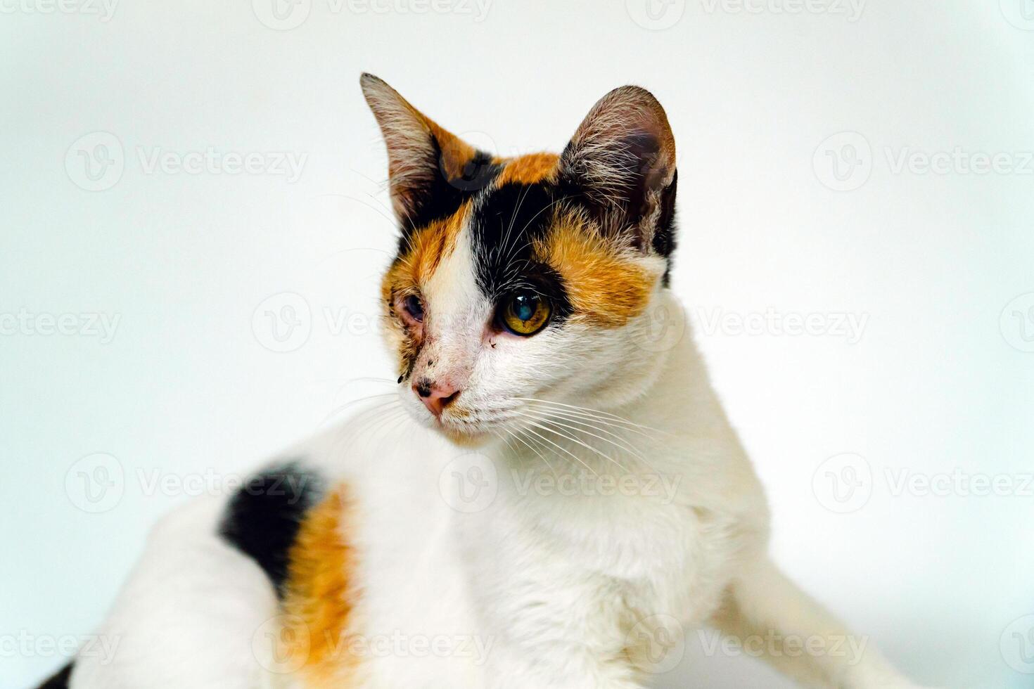 A 2 year old adult domestic cat with a wound over its right eye is relaxing on a white background. Close up image of a white cat with a pattern that is posing lazily and looks very relaxed and cute photo