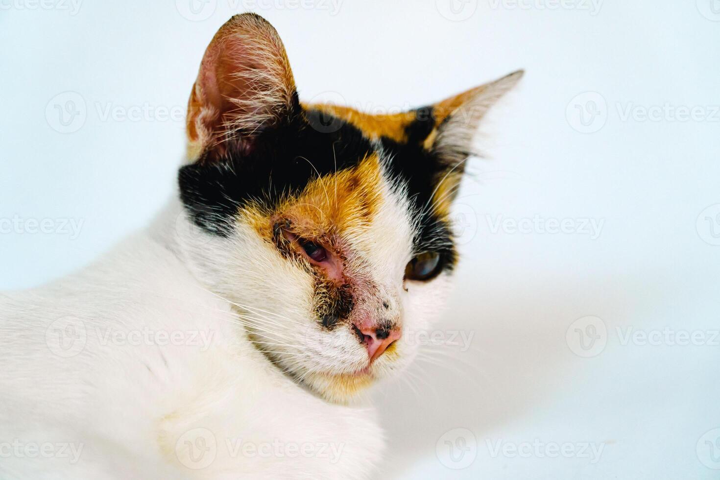 A 2 year old adult domestic cat with a wound over its right eye is relaxing on a white background. Close up image of a white cat with a pattern that is posing lazily and looks very relaxed and cute photo
