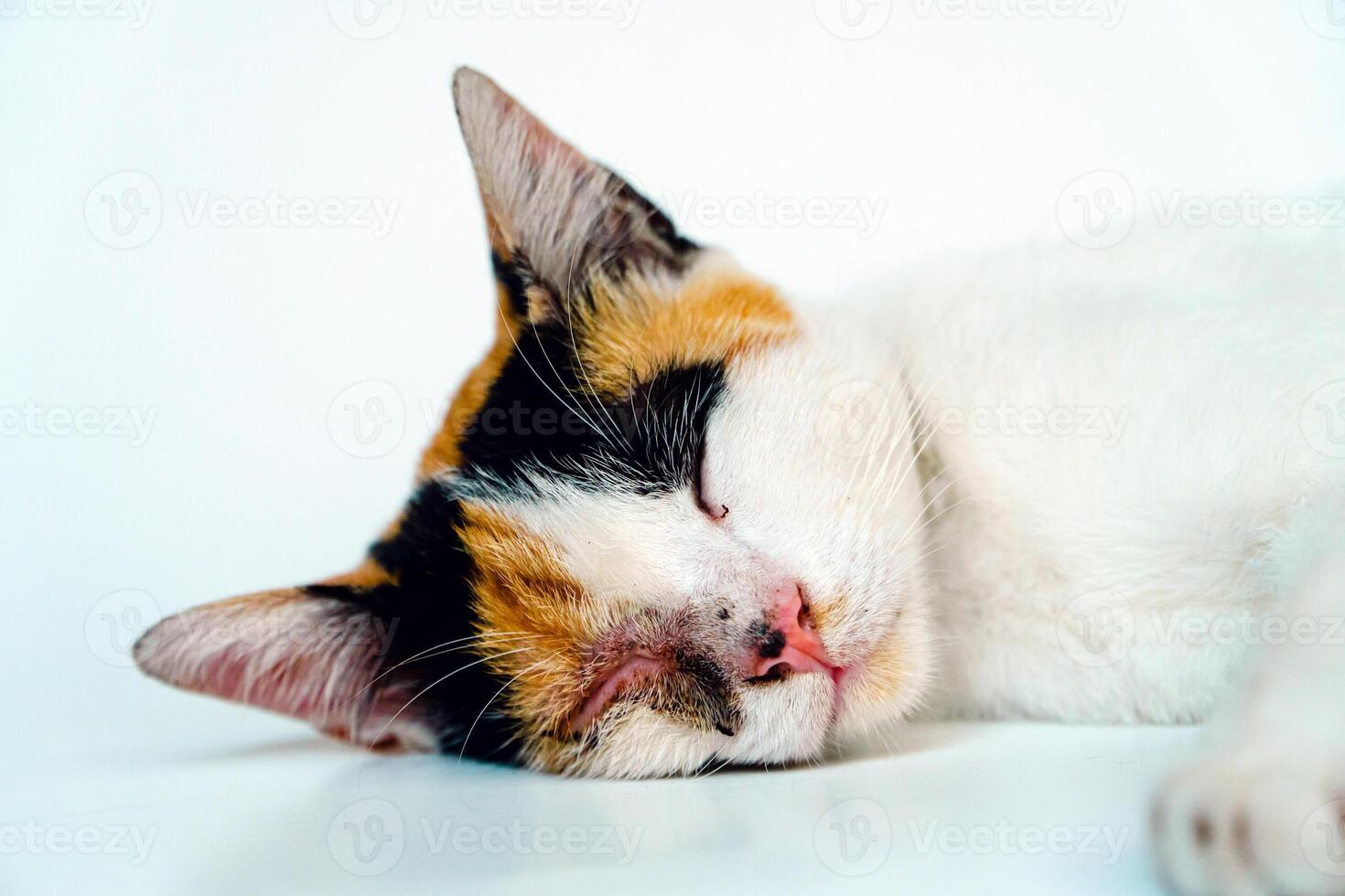 A 2 year old adult domestic cat with a wound over its right eye is relaxing on a white background. Close up image of a white cat with a pattern that is posing lazily and looks very relaxed and cute photo